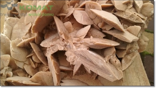 kwiat pustyni śląskie